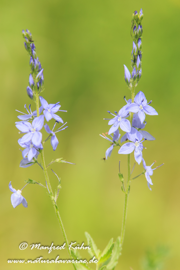 Ehrenpreis (Oesterreichischer)_0001