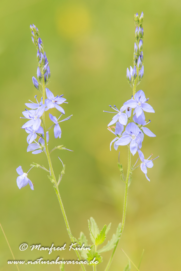 Ehrenpreis (Österreichischer)_0003