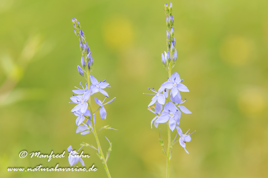 Ehrenpreis (Österreichischer)_0005