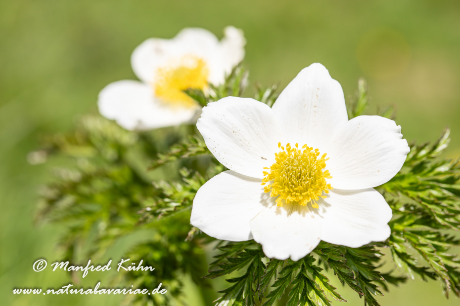 Küchenschelle (Alpen-)_0002