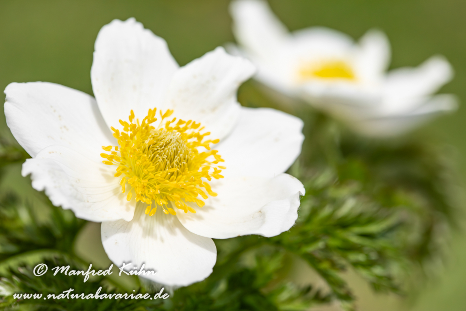 Küchenschelle (Alpen-)_0003