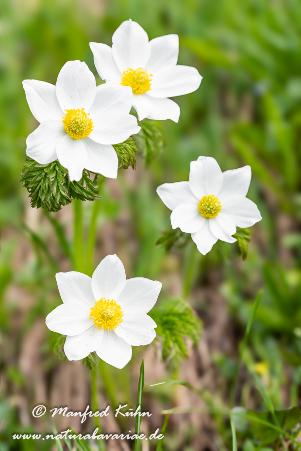 Küchenschelle (Alpen-)_0007