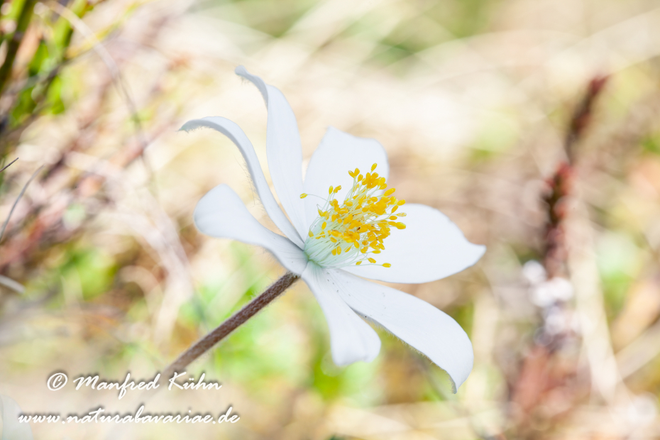 Küchenschelle (Alpen-)_0008
