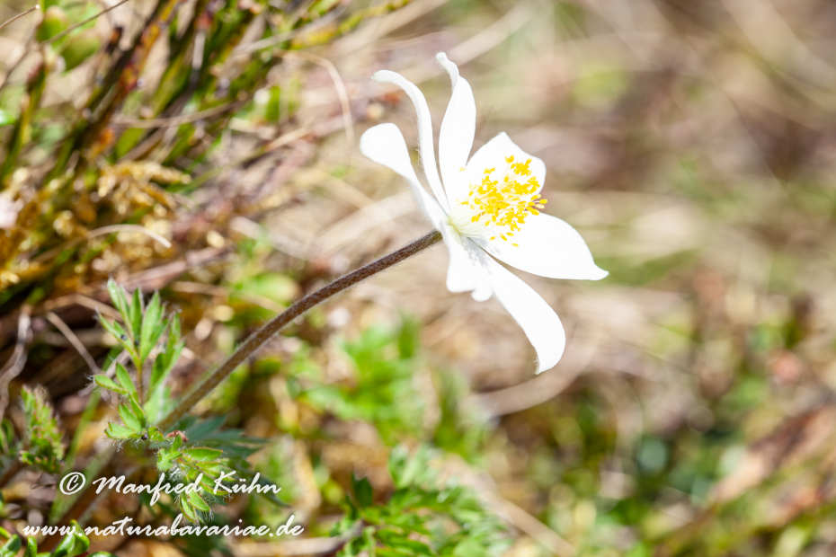 Küchenschelle (Alpen-)_0009
