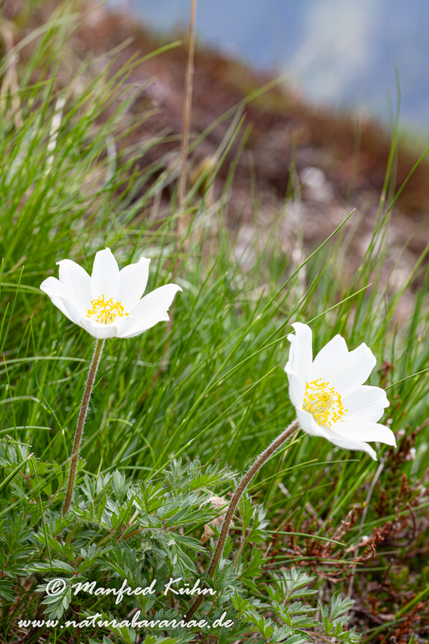 Küchenschelle (Alpen-)_0013