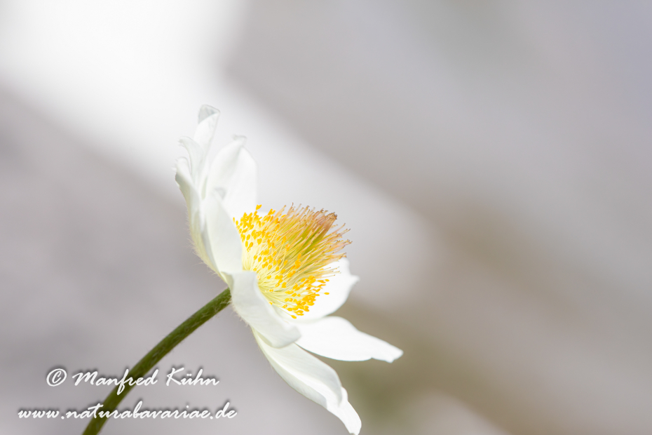 Küchenschelle (Alpen-)_0027