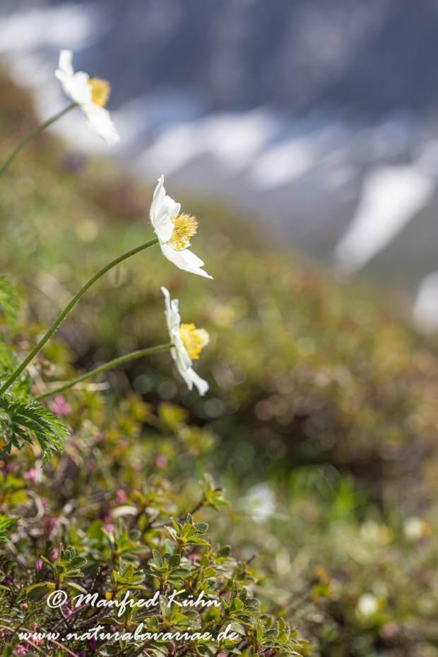 Küchenschelle (Alpen-)_0028