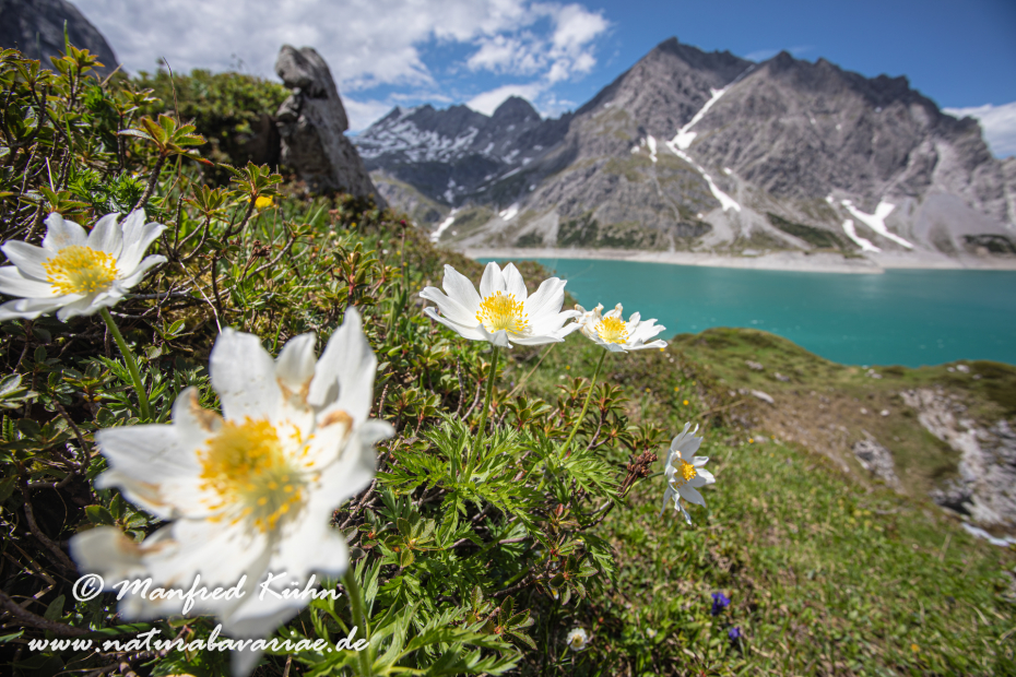 Küchenschelle (Alpen-)_0032