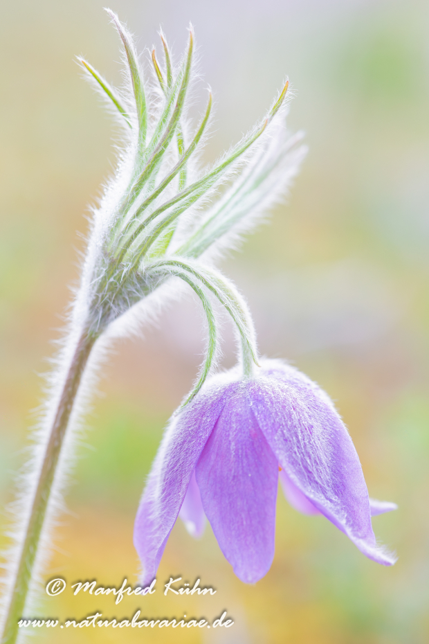 Küchenschelle (Finger-)_0003