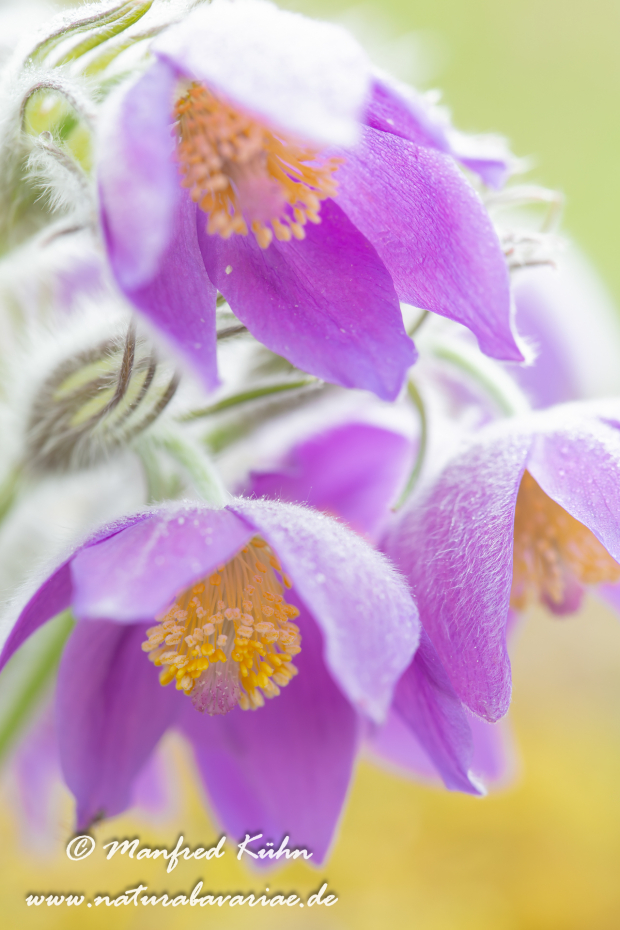 Küchenschelle (Finger-)_0006