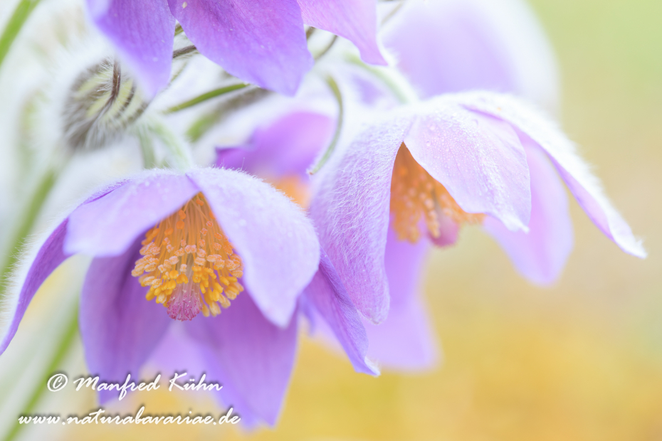 Küchenschelle (Finger-)_0008