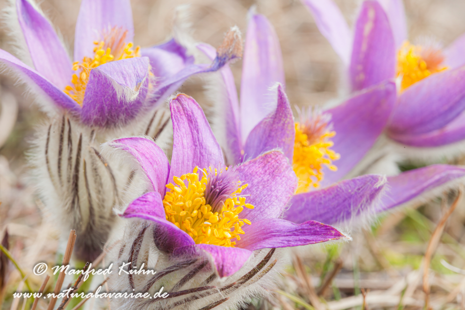 Küchenschelle (Gewöhnliche)_0001