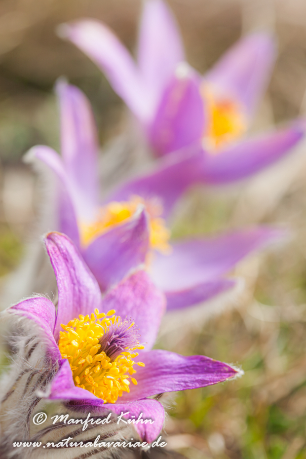 Küchenschelle (Gewöhnliche)_0003