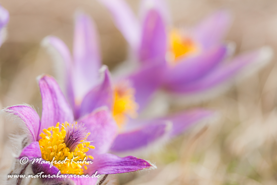 Küchenschelle (Gewöhnliche)_0005