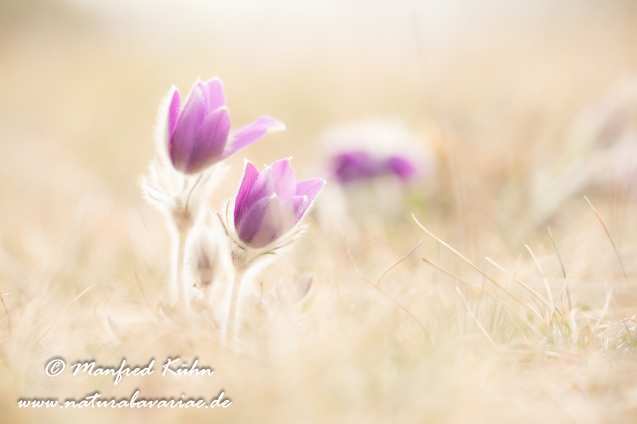 Küchenschelle (Gewöhnliche)_0006