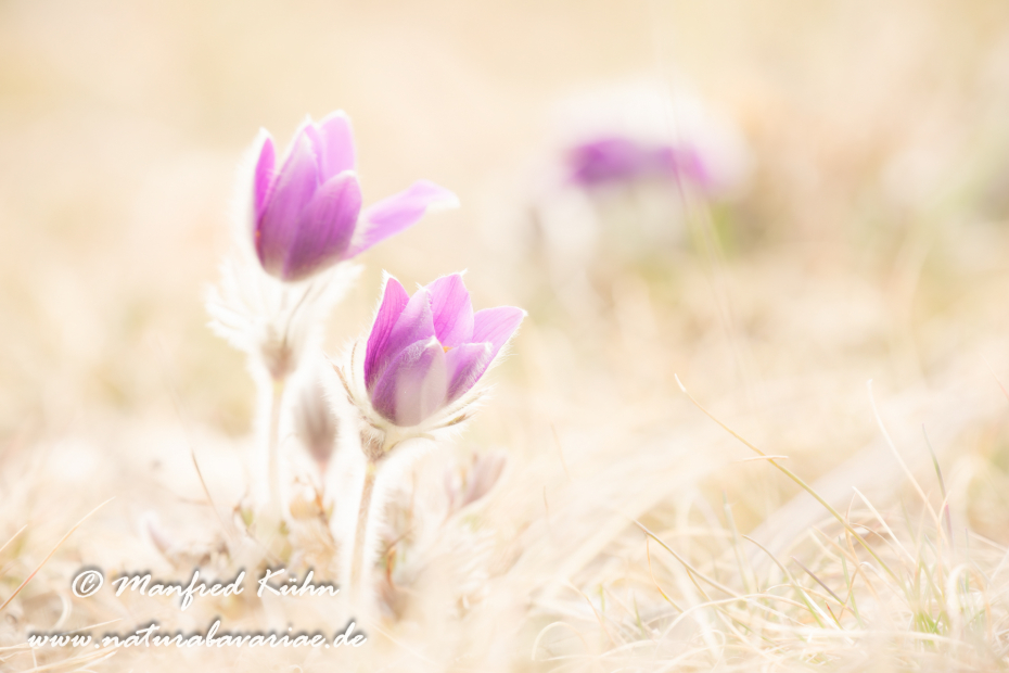 Küchenschelle (Gewöhnliche)_0007