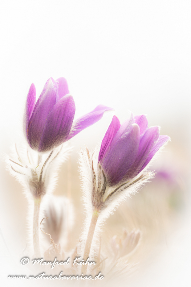 Küchenschelle (Gewöhnliche)_0009