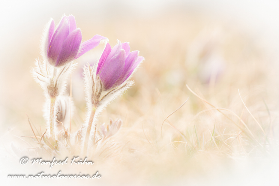 Küchenschelle (Gewöhnliche)_0016