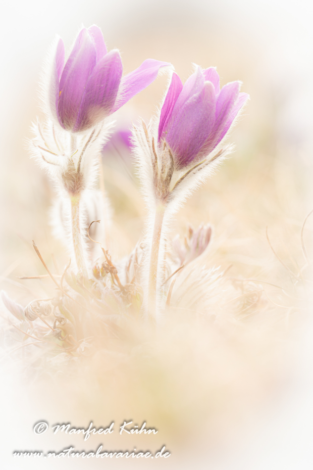 Küchenschelle (Gewöhnliche)_0017