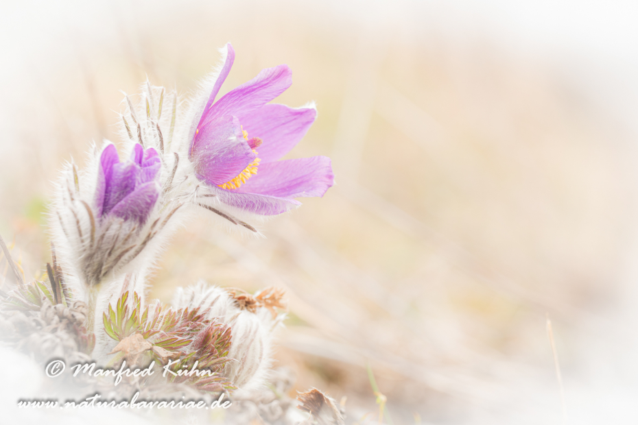 Küchenschelle (Gewöhnliche)_0020