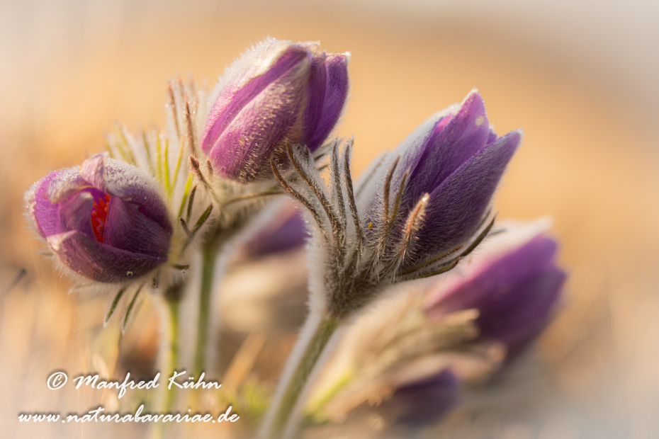 Küchenschelle (Gewöhnliche)_0046