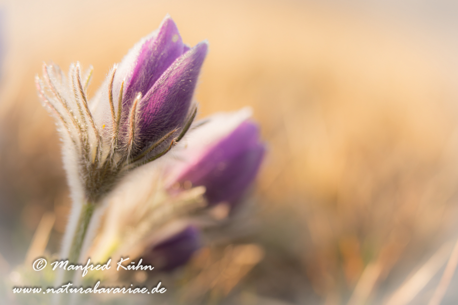 Küchenschelle (Gewöhnliche)_0050