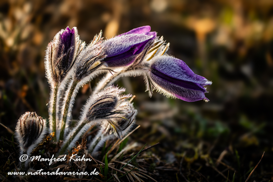 Küchenschelle (Gewöhnliche)_0071