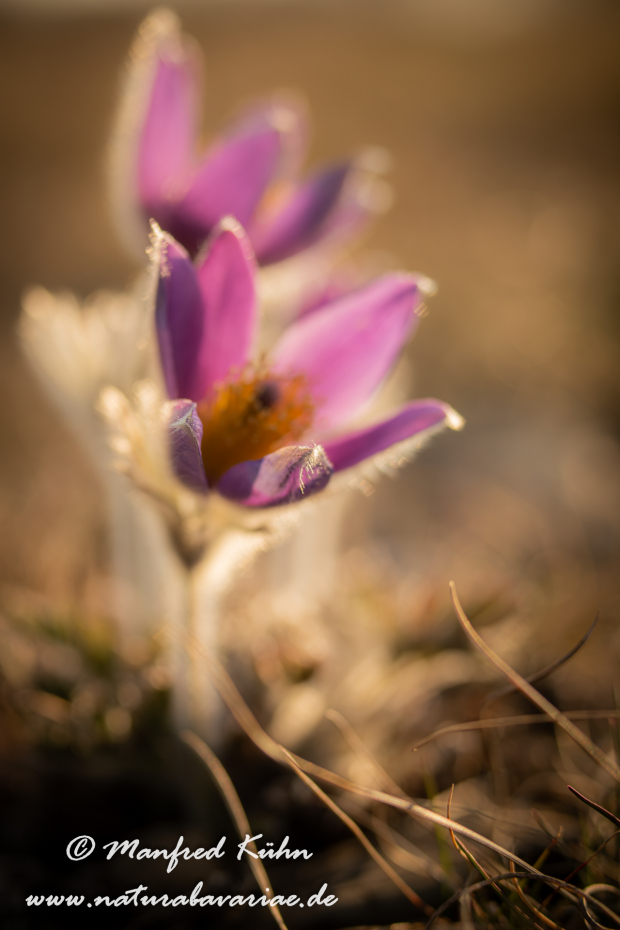 Küchenschelle (Gewöhnliche)_0074