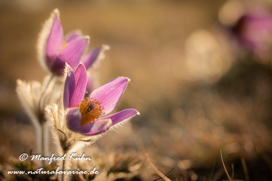 Küchenschelle (Gewöhnliche)_0075