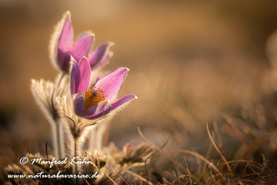 Küchenschelle (Gewöhnliche)_0076