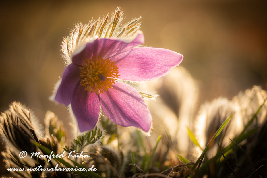 Küchenschelle (Gewöhnliche)_0079