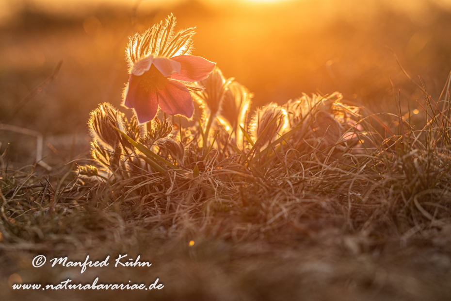 Küchenschelle (Gewöhnliche)_0088