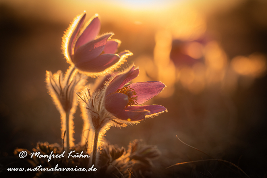 Küchenschelle (Gewöhnliche)_0092