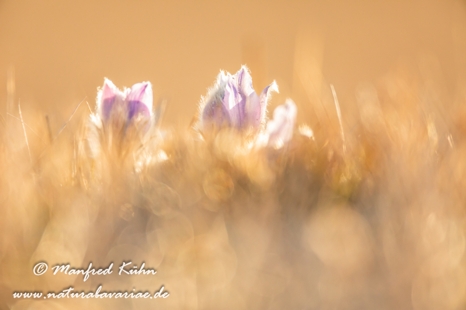 Küchenschelle (Gewöhnliche)_0103