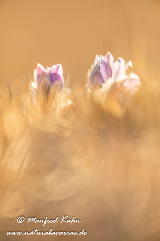 Küchenschelle (Gewöhnliche)_0104