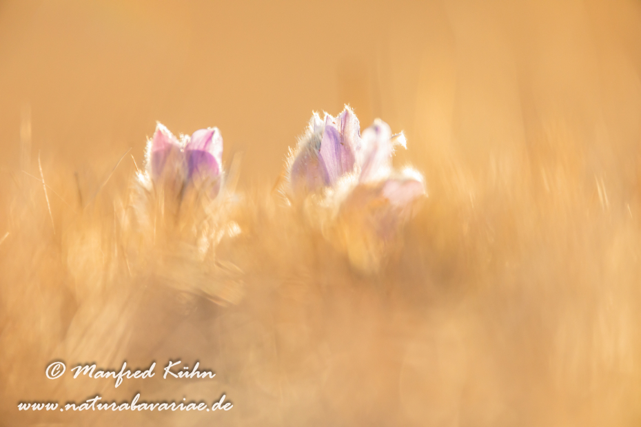 Küchenschelle (Gewöhnliche)_0105