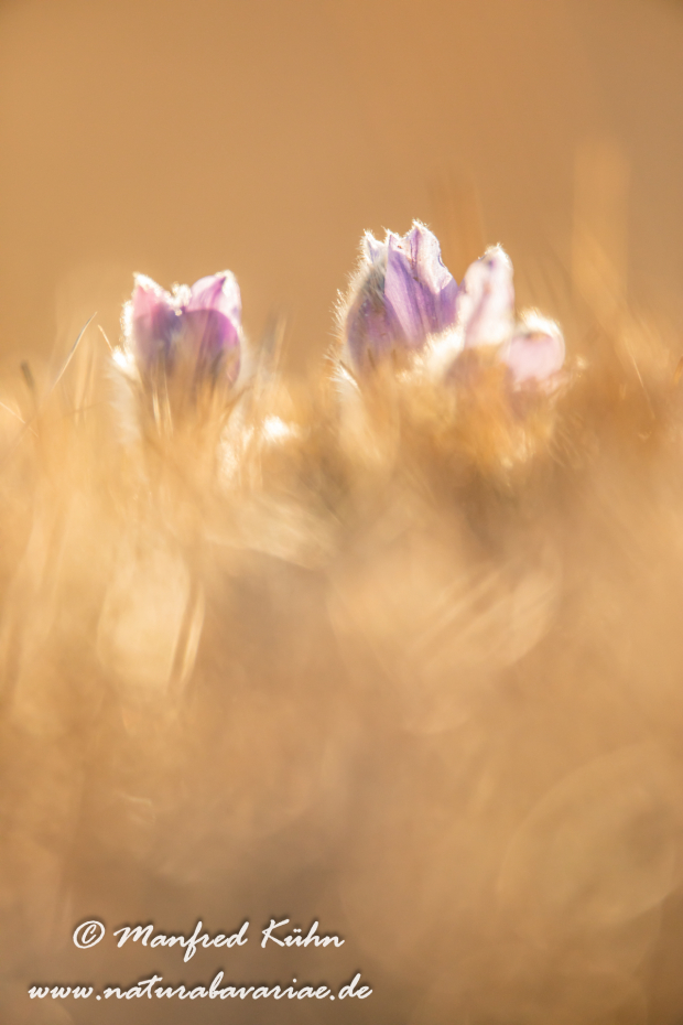 Küchenschelle (Gewöhnliche)_0108