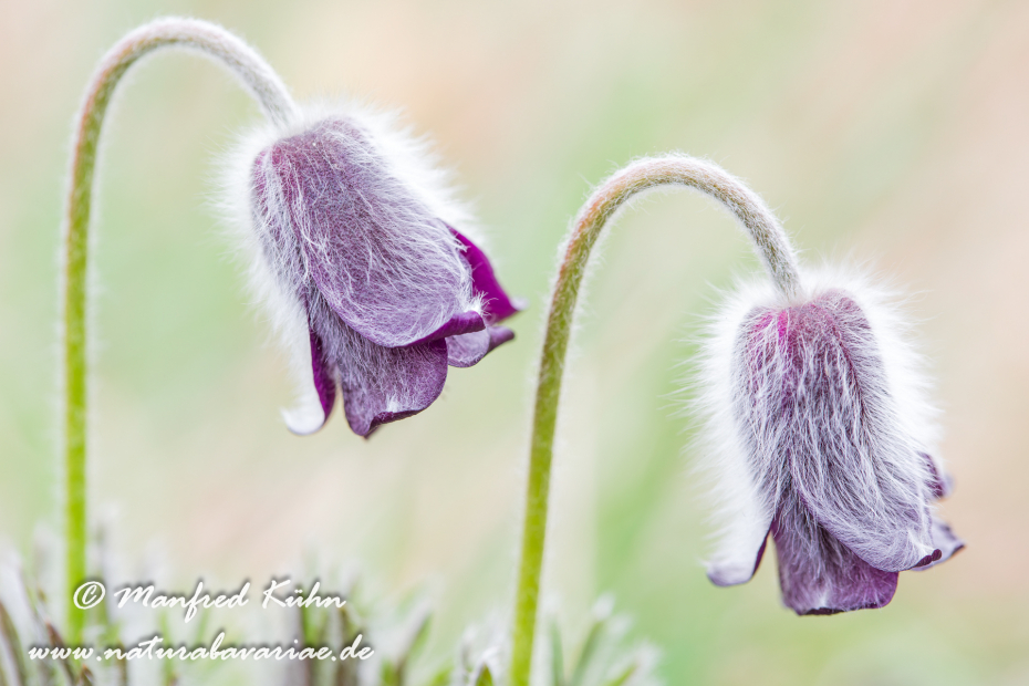 Küchenschelle (Schwarze)_0001