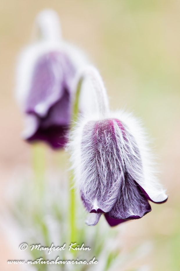 Küchenschelle (Schwarze)_0003