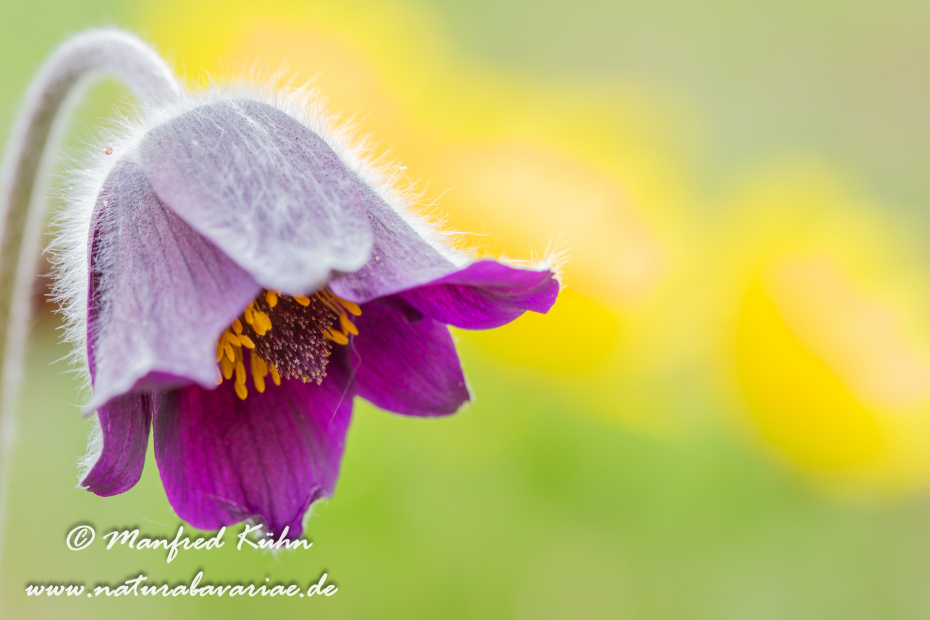 Küchenschelle (Schwarze)_0009