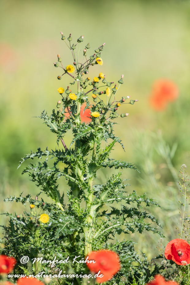 Gänsedistel (Raue)_0010