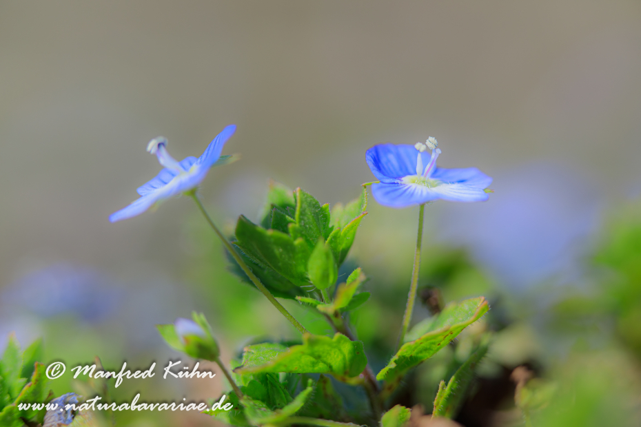 Ehrenpreis (Persischer)_0001