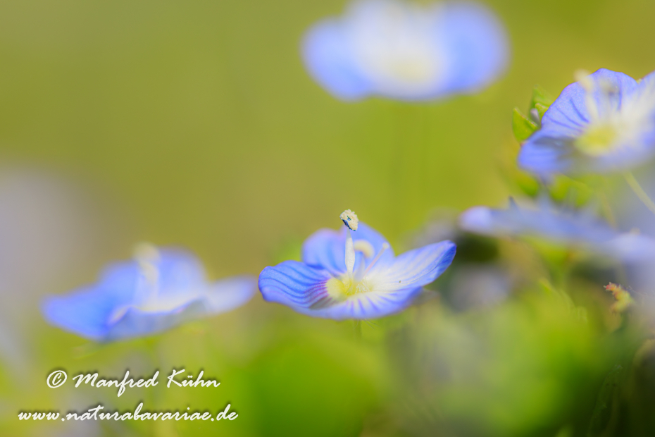 Ehrenpreis (Persischer)_0006