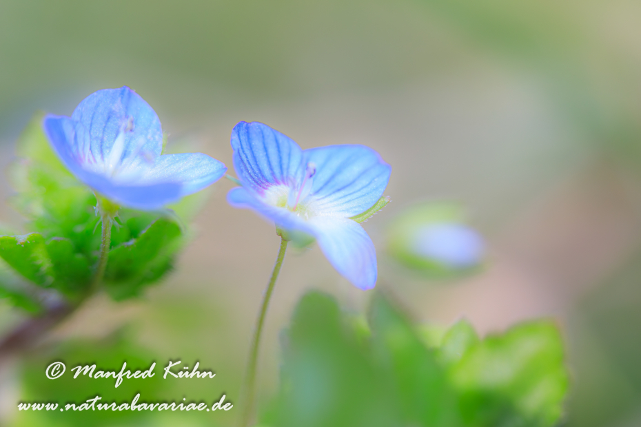 Ehrenpreis (Persischer)_0012