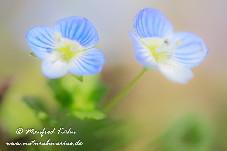 Ehrenpreis (Persischer)_0024