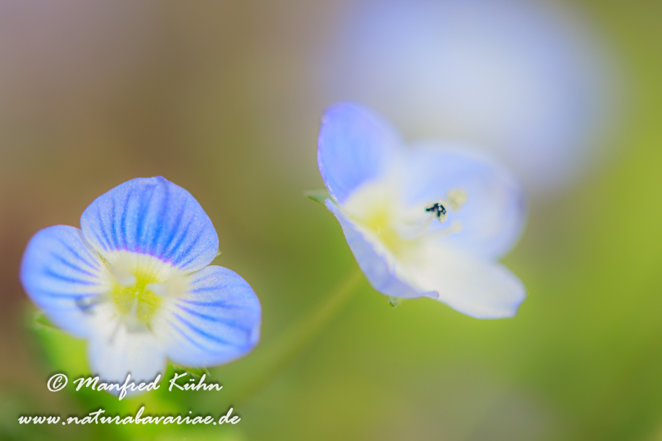 Ehrenpreis (Persischer)_0026