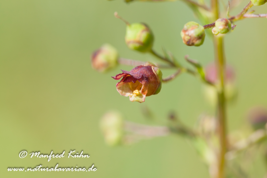 Braunwurz (Geflügelte)_0002