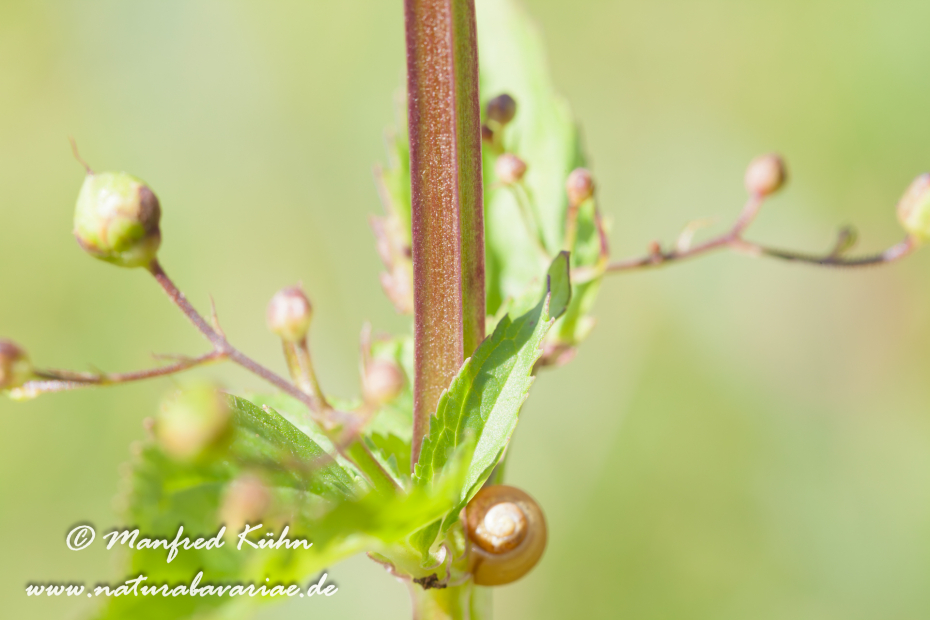 Braunwurz (Geflügelte)_0004