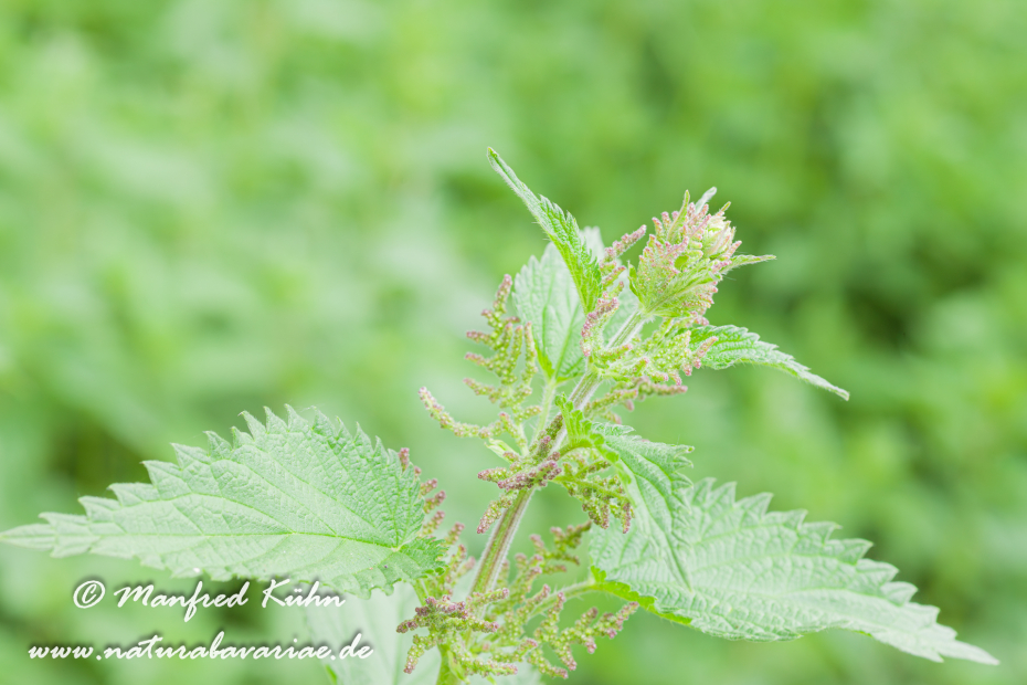 Brennnessel (Große)_0003