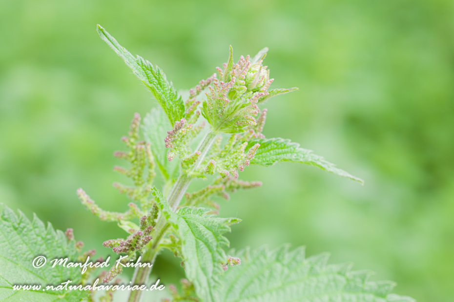 Brennnessel (Große)_0004